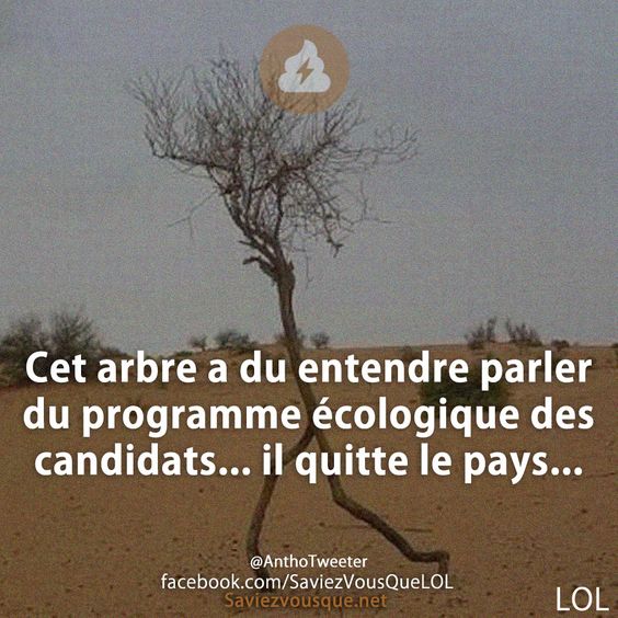 Cet arbre a du entendre parler du programme écologique des candidats... il quitte le pays...