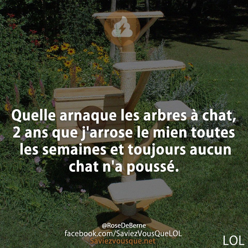 Quelle arnaque les arbres à chat, 2 ans que j&#039;arrose le mien toutes les semaines et toujours aucun chat n&#039;a poussé.