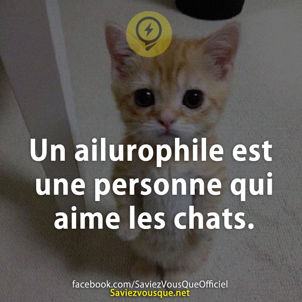 Un ailurophile est une personne qui aime les chats.