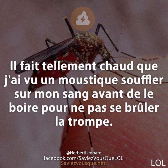 Il fait tellement chaud que j&#039;ai vu un moustique souffler sur mon sang avant de le boire pour ne pas se brûler la trompe.
