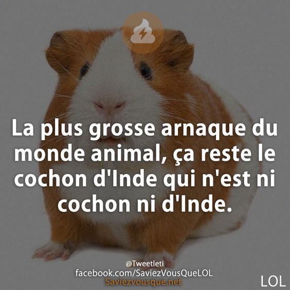 La plus grosse arnaque du monde animal, ça reste le cochon d&#039;Inde qui n&#039;est ni cochon ni d&#039;Inde.