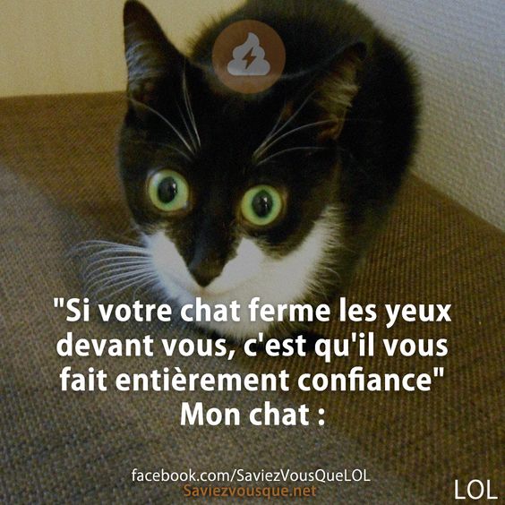 &quot;Si votre chat ferme les yeux devant vous, c&#039;est qu&#039;il vous fait entièrement confiance&quot;  mon chat