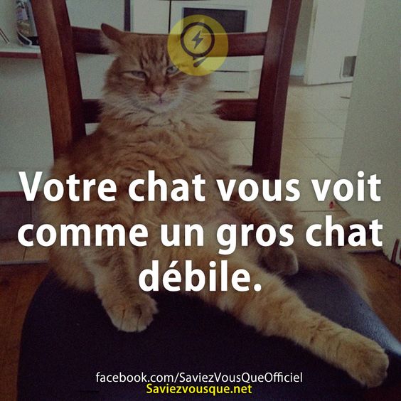 Votre chat vous voit comme un gros chat débile.