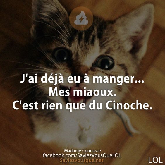 J&#039;ai déjà eu à manger... Mes miaoux. C&#039;est rien que du Cinoche.