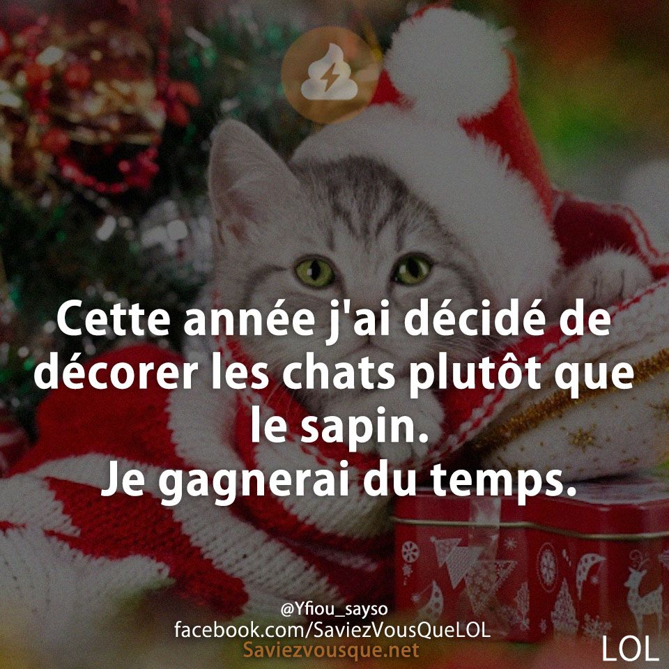 Cette année j&#039;ai décidé de décorer les chats plutôt que le sapin. Je gagnerai du temps.