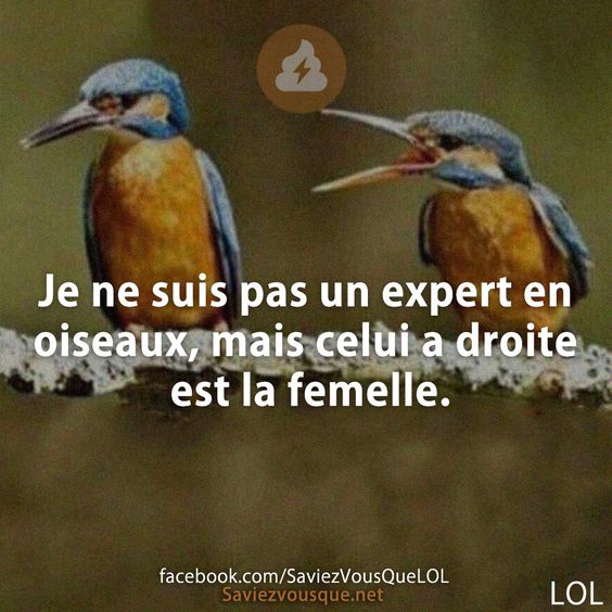 Je ne suis pas un expert en oiseaux, mais celui a droite est la femelle.