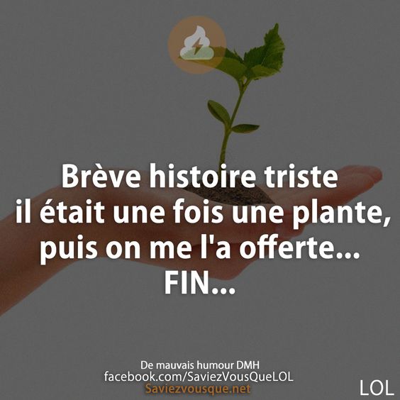 Brève histoire triste il était une fois une plante, puis on me l&#039;a offerte... FIN...