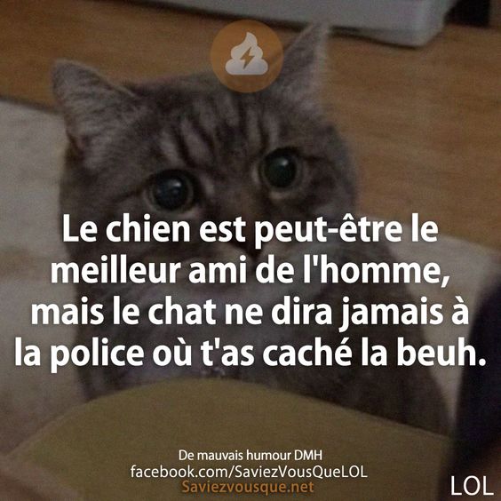 Le chien est peut-être le meilleur ami de l&#039;homme, mais le chat ne dira jamais à la police où t&#039;as caché la beuh.