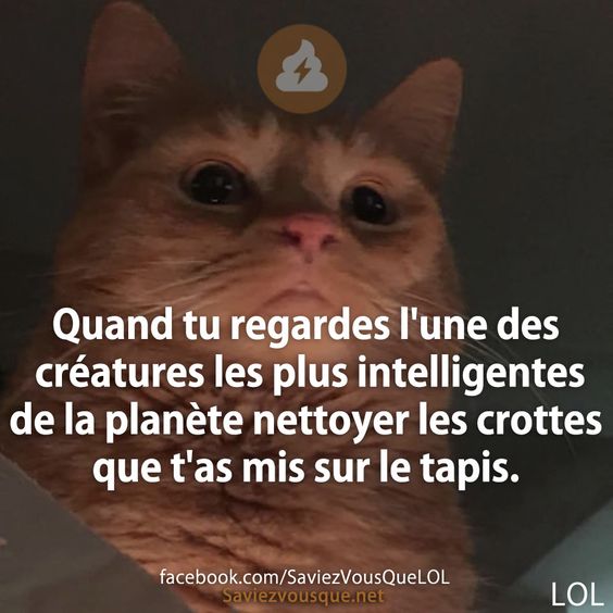 Quand tu regardes l&#039;une des créatures les plus intelligentes de la planète nettoyer les crottes que t&#039;as mis sur le tapis.