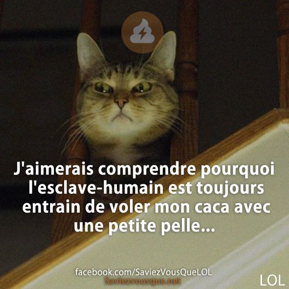 J&#039;aimerais comprendre pourquoi l&#039;esclave-humain est toujours entrain de voler mon caca avec une petite pelle...