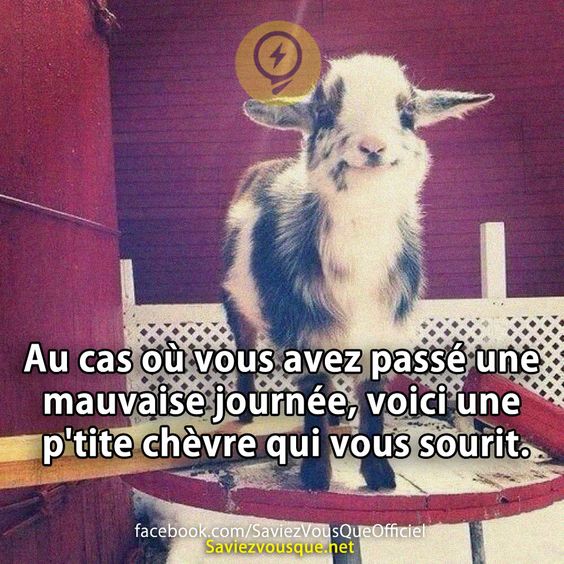 Au cas où vous avez passé une mauvaise journée, voici une p&#039;tite chèvre qui vous sourit.
