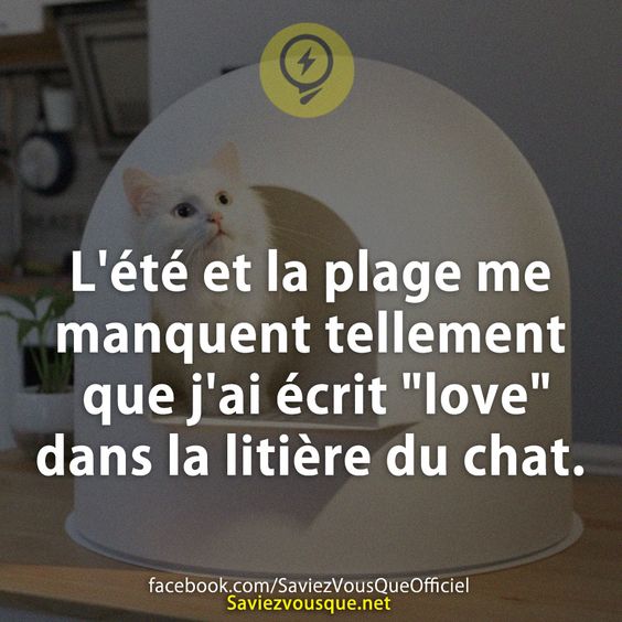 L&#039;été et la plage me manquent tellement que j&#039;ai écrit &quot;love&quot; dans la litière du chat.