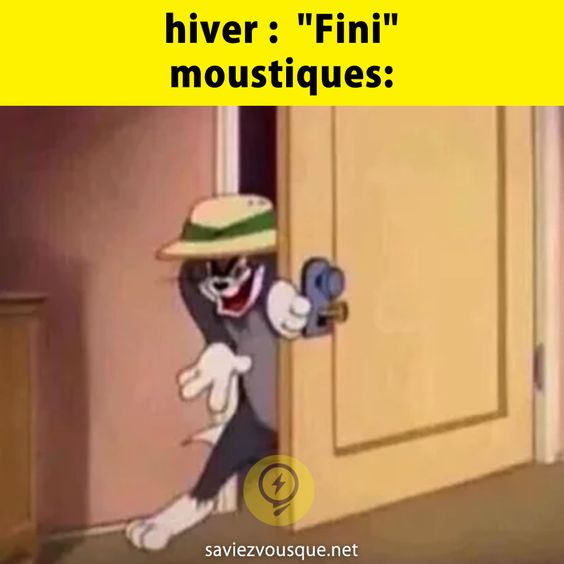 Hiver moustiques