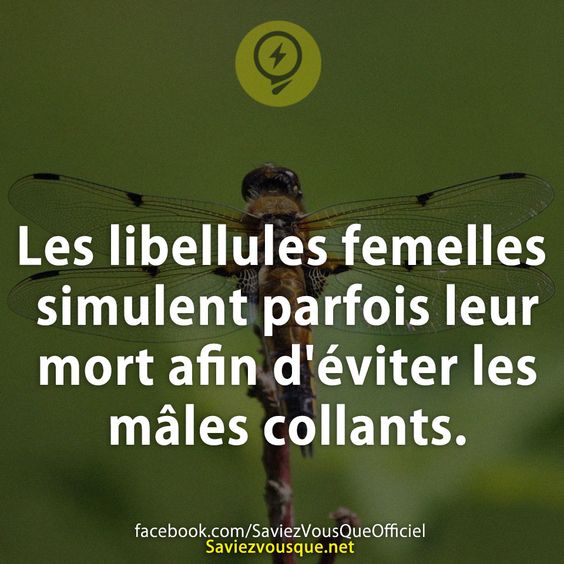 Les libellules femelles simulent parfois leur mort afin d&#039;éviter les mâles collants.