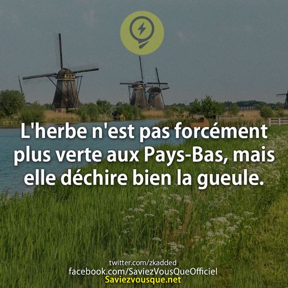 L&#039;herbe n&#039;est pas forcément plus verte aux Pays-Bas, mais elle déchire bien la gueule.