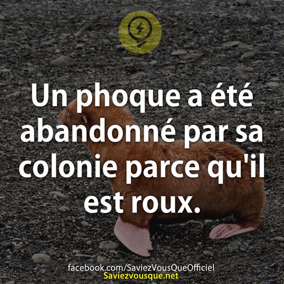 Un phoque a été abandonné par sa colonie parce qu&#039;il est roux.