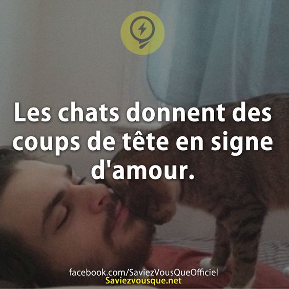 Les chats donnent des coups de tête en signe d&#039;amour.