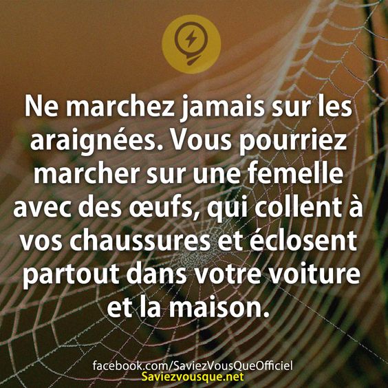 Ne marchez jamais sur les araignées. Vous pourriez marcher sur une femelle avec des œufs, qui collent à vos chaussures et éclosent partout dans votre voiture et la maison.