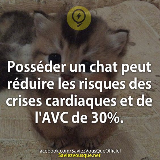 Posséder un chat peut réduire les risques des crises cardiaques et de l&#039;AVC de 30%.