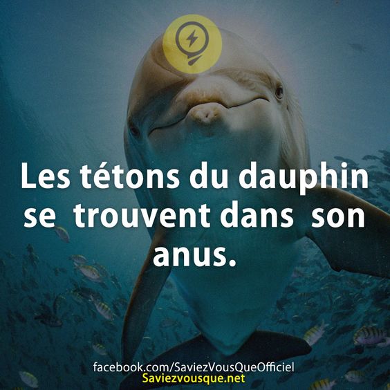 Les tétons du dauphin se  trouvent dans  son anus.