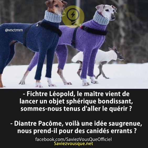 - Fichtre Léopold, le maître vient de lancer un objet sphérique bondissant, sommes-nous tenus d&#039;aller le quérir ?  - Diantre Pacôme, voilà une idée saugrenue, nous prend-il pour des canidés errants ?
