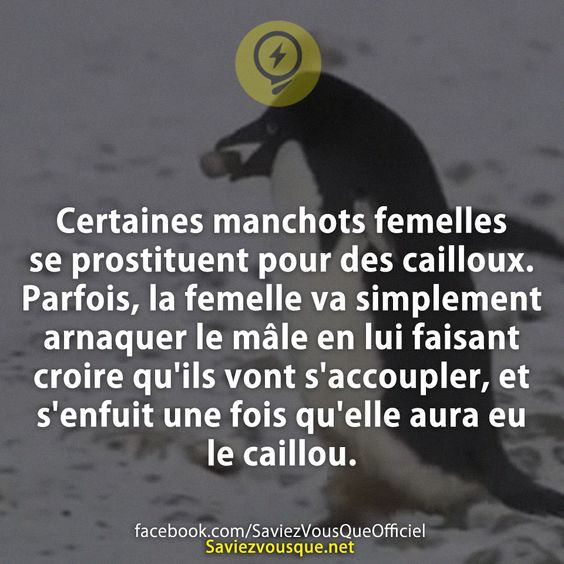 Certaines manchots femelles se prostituent pour des cailloux. Parfois, la femelle va simplement arnaquer le mâle en lui faisant croire qu&#039;ils vont s&#039;accoupler, et s&#039;enfuit une fois qu&#039;elle aura eu le caillou.