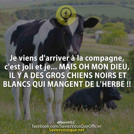 Je viens d&#039;arriver à la compagne, c&#039;est joli et je... MAIS OH MON DIEU, IL Y A DES GROS CHIENS NOIRS ET BLANCS QUI MANGENT DE L&#039;HERBE !!