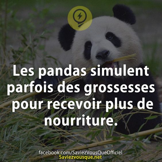 Les pandas simulent parfois des grossesses pour recevoir plus de nourriture.