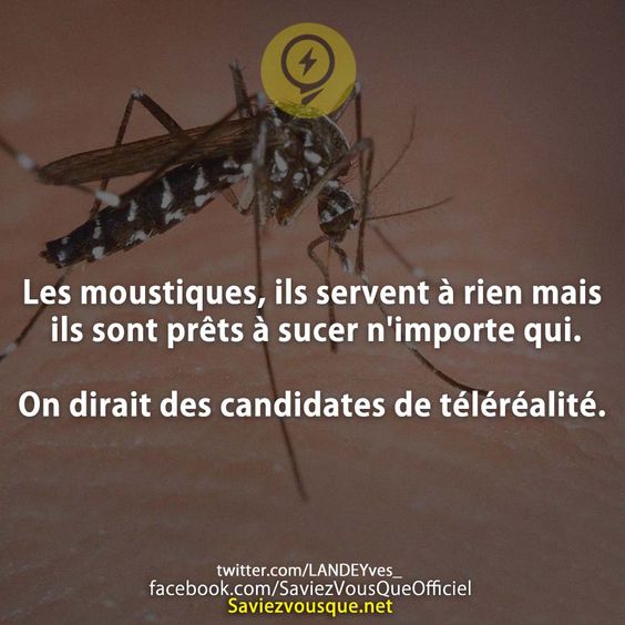Les moustiques, ils servent à rien mais ils sont prêts à sucer n&#039;importe qui.  On dirait des candidates de téléréalité.