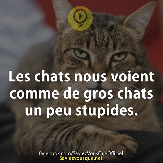 Les chats nous voient comme de gros chats un peu stupides.