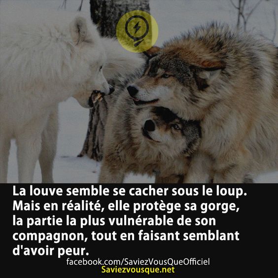 La louve semble se cacher sous le loup. Mais en réalité, elle protège sa gorge, la partie la plus vulnérable de son compagnon, tout en faisant semblant d&#039;avoir peur.