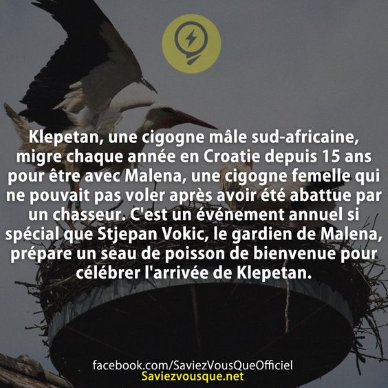 Klepetan, une cigogne mâle sud-africaine, migre chaque année en Croatie depuis 15 ans pour être avec Malena, une cigogne femelle qui ne pouvait pas voler après avoir été abattue par un chasseur. C&#039;est un événement annuel si spécial que Stjepan Vokic, le gardien de Malena, prépare un seau de poisson de bienvenue pour célébrer l&#039;arrivée de Klepetan, et les médias viennent regarder.