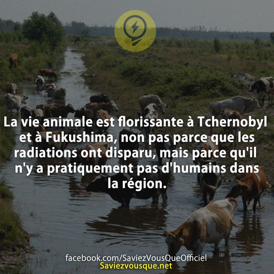 La vie animale est florissante à Tchernobyl et à Fukushima, non pas parce que les radiations ont disparu, mais parce qu&#039;il n&#039;y a pratiquement pas d&#039;humains dans la région.