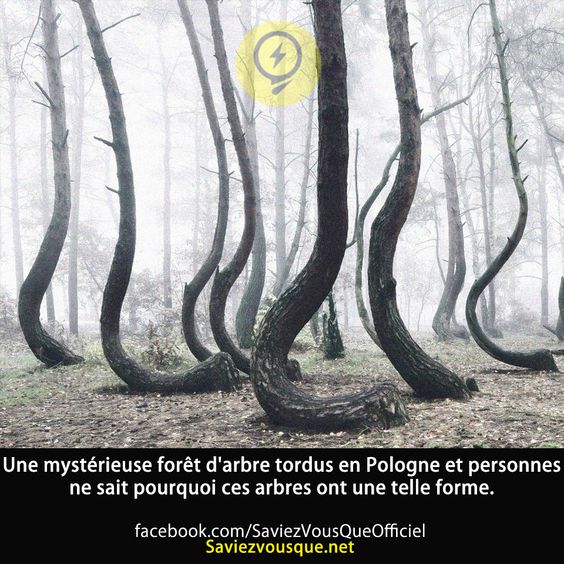 Une mystérieuse forêt d&#039;arbre tordus en Pologne et personnes ne sait pourquoi ces arbres ont une telle forme.