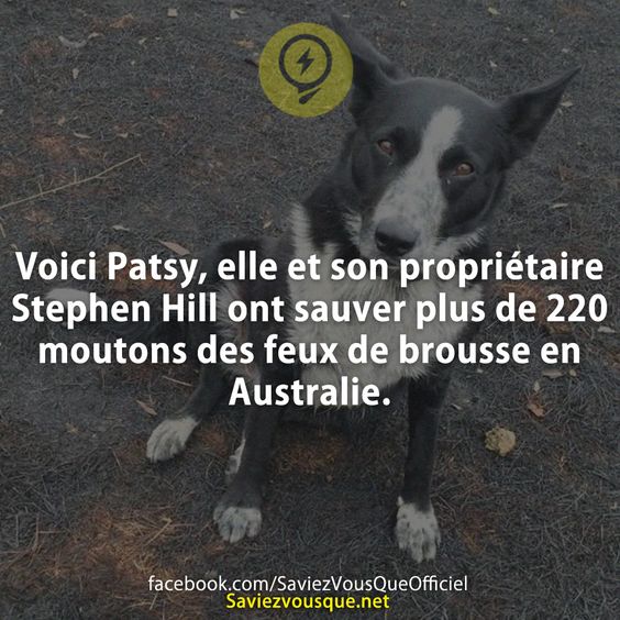 Voici Patsy, elle et son propriétaire Stephen Hill ont sauver plus de 220 moutons des feux de brousse en Australie.
