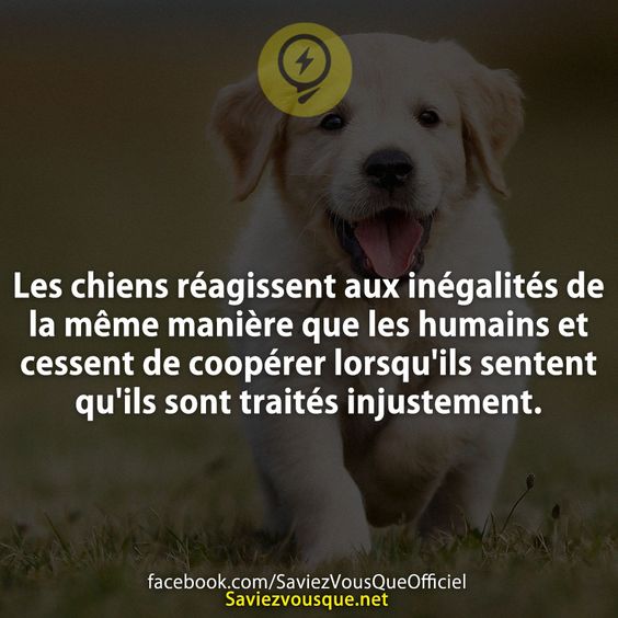 Les chiens réagissent aux inégalités de la même manière que les humains et cessent de coopérer lorsqu&#039;ils sentent qu&#039;ils sont traités injustement.