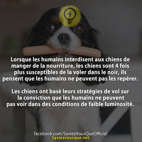 Lorsque les humains interdisent aux chiens de manger de la nourriture, les chiens sont 4 fois plus susceptibles de la voler dans le noir, ils pensent que les humains ne peuvent pas les repérer. Les chiens ont basé leurs stratégies de vol sur la conviction que les humains ne peuvent pas voir dans des conditions de faible luminosité.