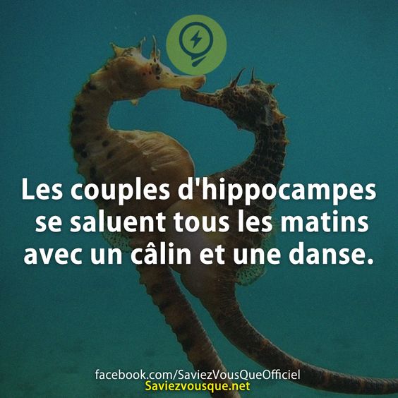 Les couples d&#039;hippocampes se saluent tous les matins avec un câlin et une danse.