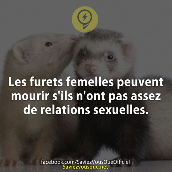 Les furets femelles peuvent mourir s&#039;ils n&#039;ont pas assez  de relations sexuelles.