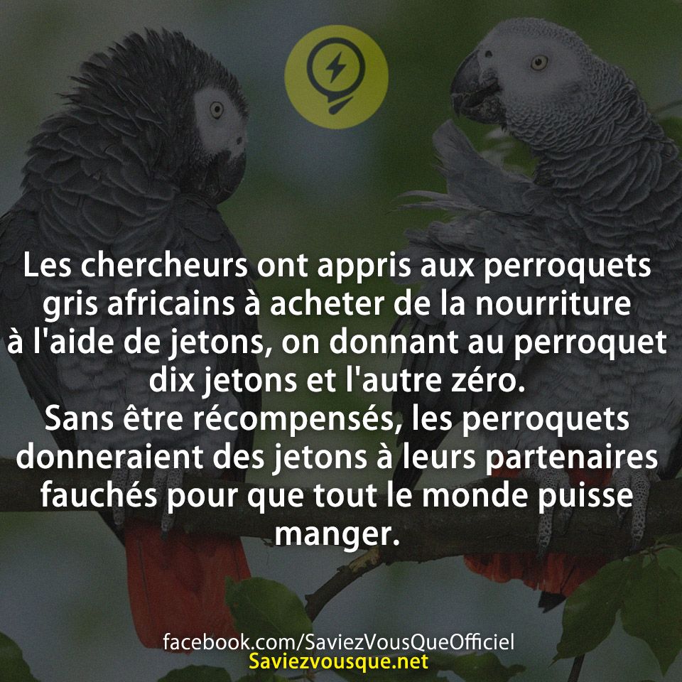 Les chercheurs ont appris aux perroquets gris africains à acheter de la nourriture à l'aide de jetons, on donnant au perroquet dix jetons et l'autre zéro. Sans être récompensés, les perroquets donneraient des jetons à leurs partenaires fauchés pour que tout le monde puisse manger.