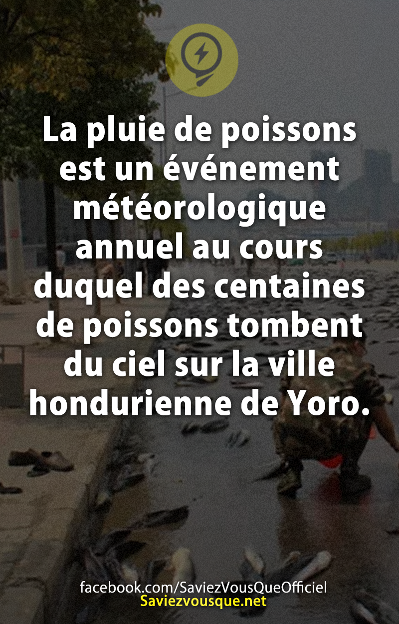 La pluie de poissons est un événement météorologique annuel au cours duquel des centaines de poissons tombent du ciel sur la ville hondurienne de Yoro.