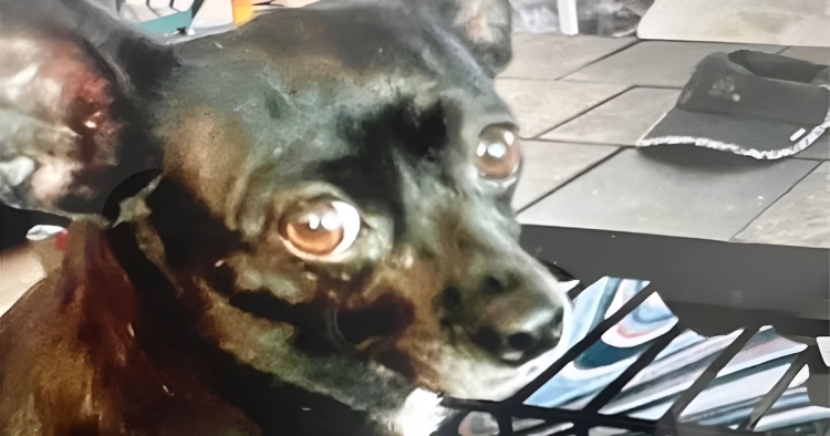 Ce chihuahua a donné sa vie pour sauver sa famille de la mort, une scène qui touche le cœur!