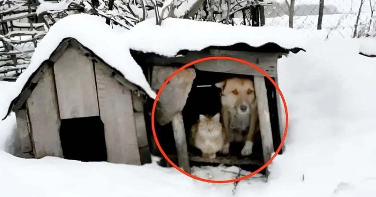 De l’abandon à l’espoir : La touchante histoire de Maryona et d’Ima, le chien au grand cœur!