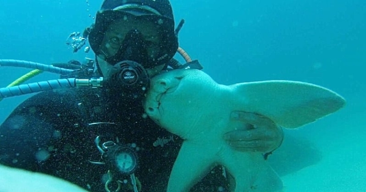 Depuis 10 ans, la meilleure amie de ce plongeur australien est une femelle requin !