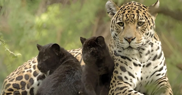 Au cœur de la jungle, une histoire d'amour naît : panthères noires et jaguars