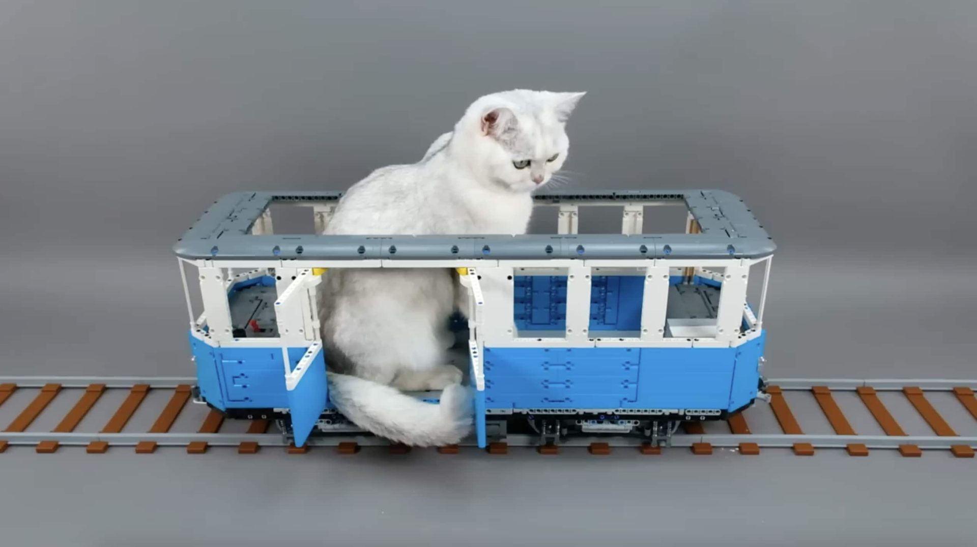 Des Chats Magnifiques.
