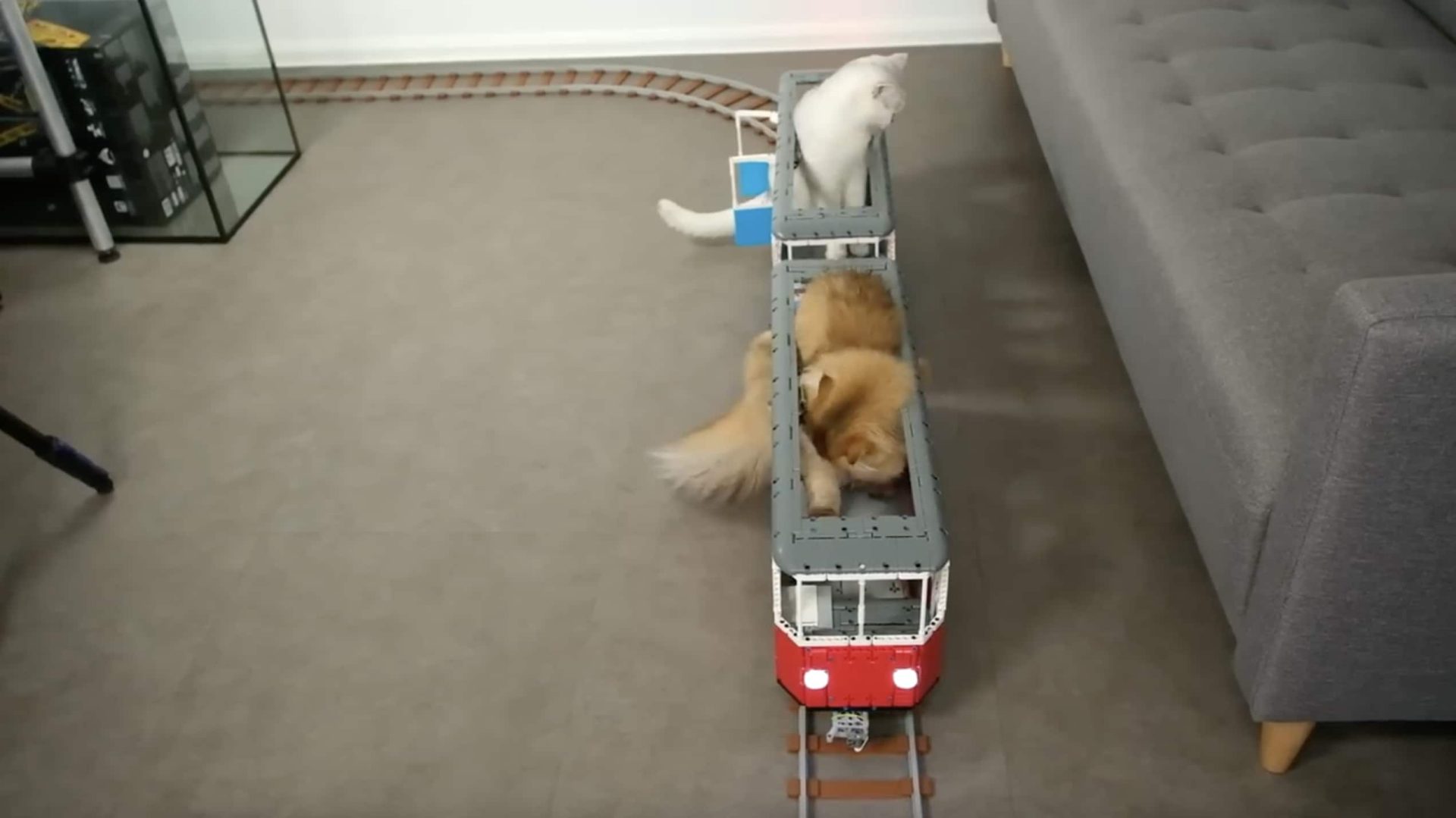 Faire monter les chats à bords des wagons.