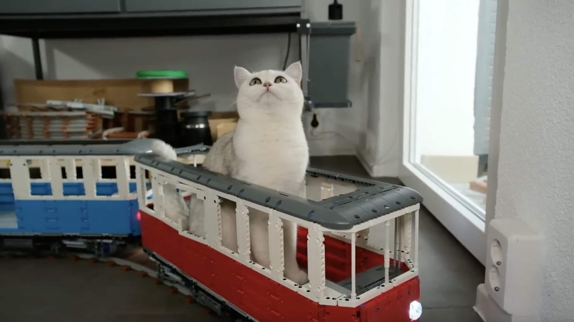 Des Chats Perspicaces