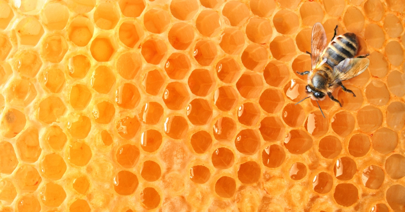 Les abeilles et la reconnaissance faciale : Une capacité fascinante