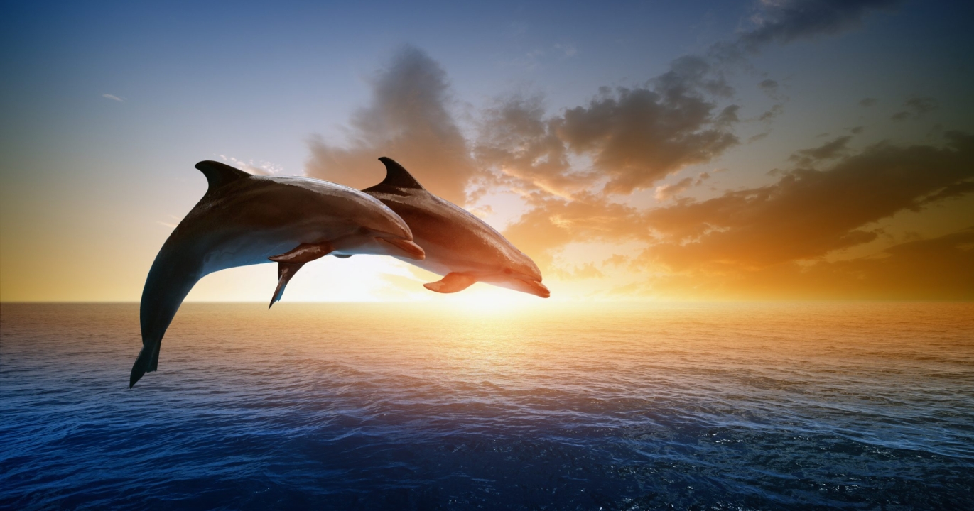 La communication des dauphins : Le langage des sifflements-signatures